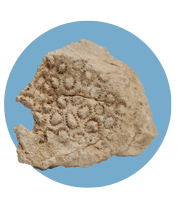 سنگ فسیل در مجموعه دیاکو سایت ایلام